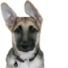 Avishai